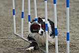 winterwedstrijd Agility Friends het keelven23-11-2025