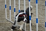 winterwedstrijd Agility Friends het keelven23-11-2025