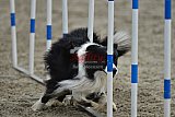 winterwedstrijd Agility Friends het keelven23-11-2025