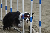 winterwedstrijd Agility Friends het keelven23-11-2025