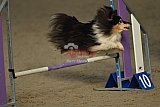 winterwedstrijd Agility Friends het keelven23-11-2025