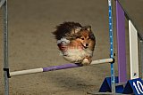 winterwedstrijd Agility Friends het keelven23-11-2025