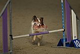 winterwedstrijd Agility Friends het keelven23-11-2025