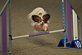winterwedstrijd Agility Friends het keelven23-11-2025