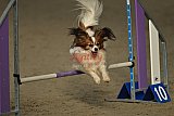winterwedstrijd Agility Friends het keelven23-11-2025