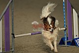 winterwedstrijd Agility Friends het keelven23-11-2025