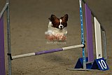 winterwedstrijd Agility Friends het keelven23-11-2025
