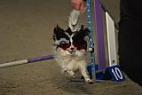 winterwedstrijd Agility Friends het keelven23-11-2025