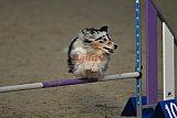 winterwedstrijd Agility Friends het keelven23-11-2025