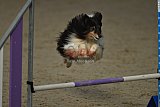 winterwedstrijd Agility Friends het keelven23-11-2025