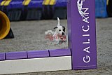 winterwedstrijd Agility Friends het keelven23-11-2025