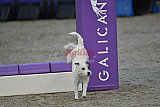 winterwedstrijd Agility Friends het keelven23-11-2025