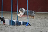winterwedstrijd Agility Friends het keelven23-11-2025