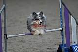winterwedstrijd Agility Friends het keelven23-11-2025