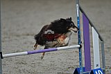 winterwedstrijd Agility Friends het keelven23-11-2025