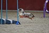 winterwedstrijd Agility Friends het keelven23-11-2025