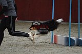 winterwedstrijd Agility Friends het keelven23-11-2025