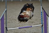 winterwedstrijd Agility Friends het keelven23-11-2025