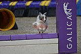 winterwedstrijd Agility Friends het keelven23-11-2025