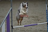 winterwedstrijd Agility Friends het keelven23-11-2025