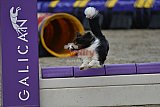 winterwedstrijd Agility Friends het keelven23-11-2025