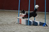 winterwedstrijd Agility Friends het keelven23-11-2025