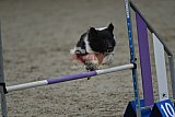 winterwedstrijd Agility Friends het keelven23-11-2025