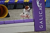 winterwedstrijd Agility Friends het keelven23-11-2025