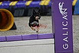 winterwedstrijd Agility Friends het keelven23-11-2025
