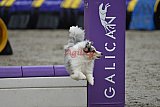 winterwedstrijd Agility Friends het keelven23-11-2025