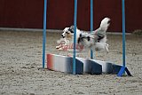 winterwedstrijd Agility Friends het keelven23-11-2025
